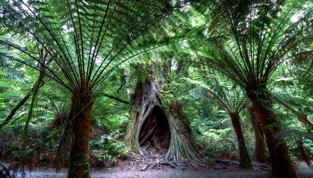 Explora la Great Ocean Road y los Doce Apóstoles - Tour de un día entero - Foto 3